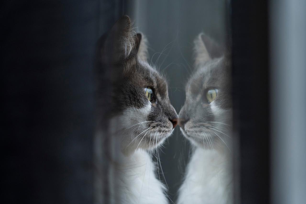 エドガー・アラン・ポーの『ウィリアム・ウィルスン』あらすじ紹介。名前も外見も瓜二つの他人が現れたら？心理ホラーの真髄を読み解く