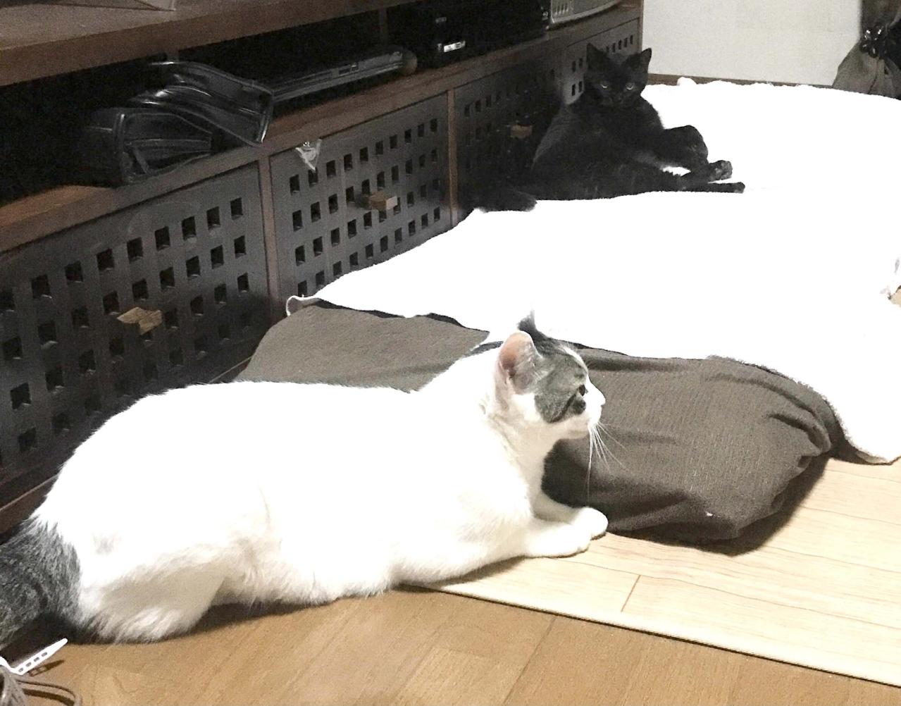 【老猫マンガ】老猫、中高年猫から刺激？をもらう…18歳の元保護猫・桃姐［＃33］（画像4）