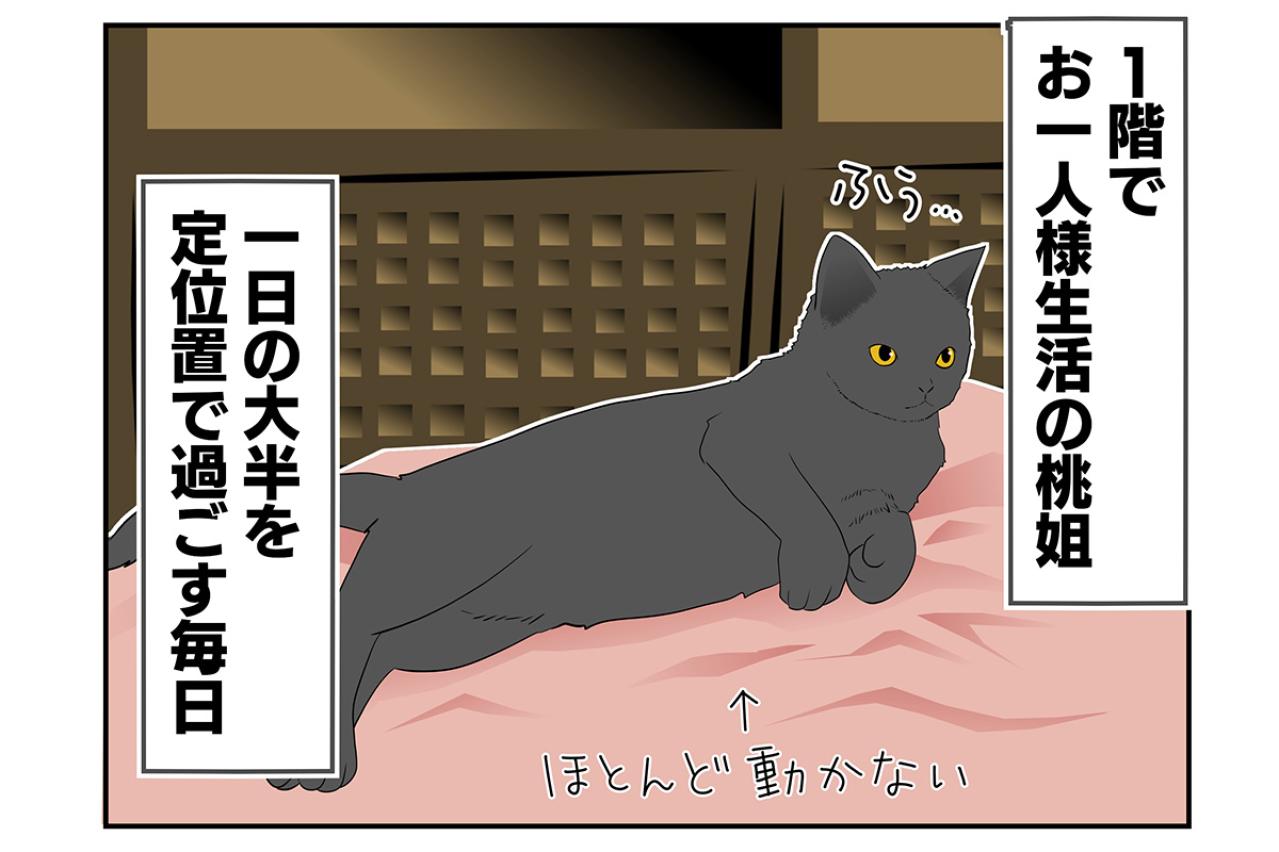 【老猫マンガ】老猫、中高年猫から刺激？をもらう…18歳の元保護猫・桃姐［＃33］