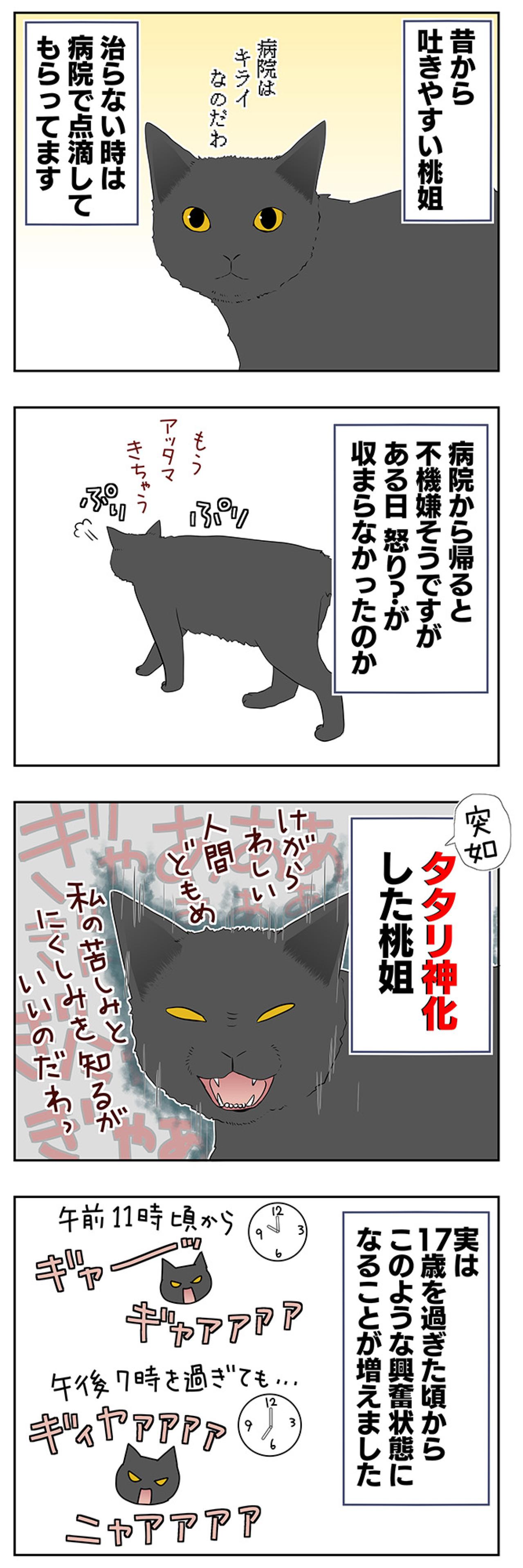 【老猫マンガ】病院に連れて行ったあと荒れまくる猫…18歳の元保護猫・桃姐［＃35］（画像2）