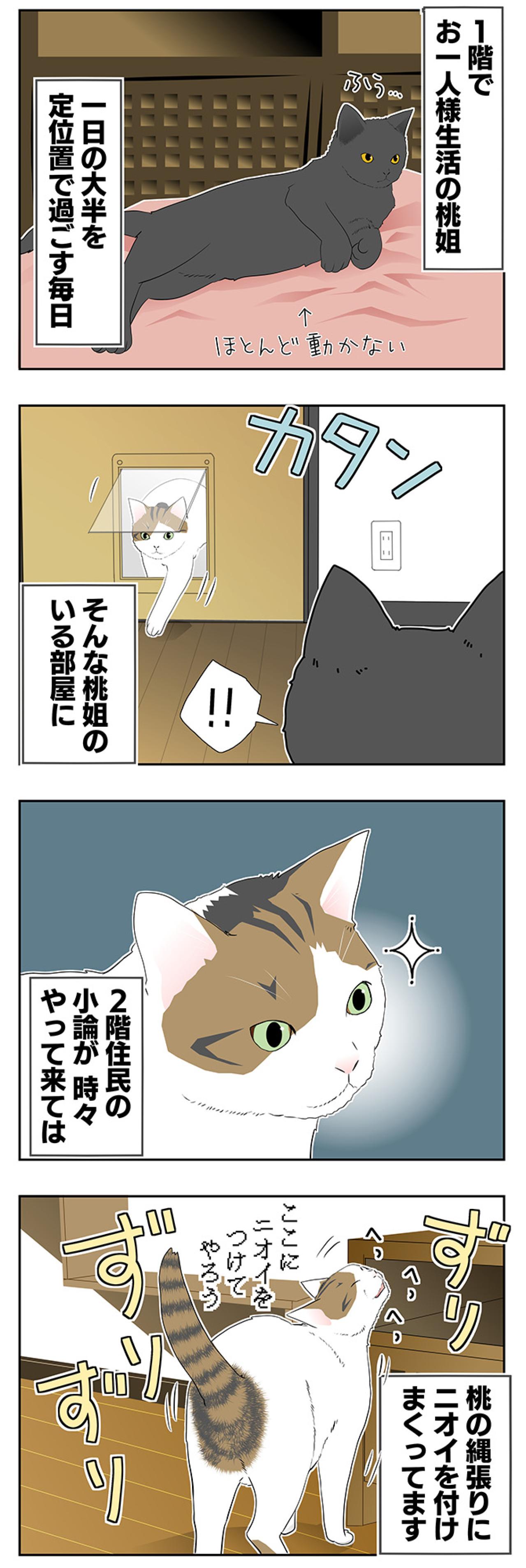 【老猫マンガ】老猫、中高年猫から刺激？をもらう…18歳の元保護猫・桃姐［＃33］（画像2）