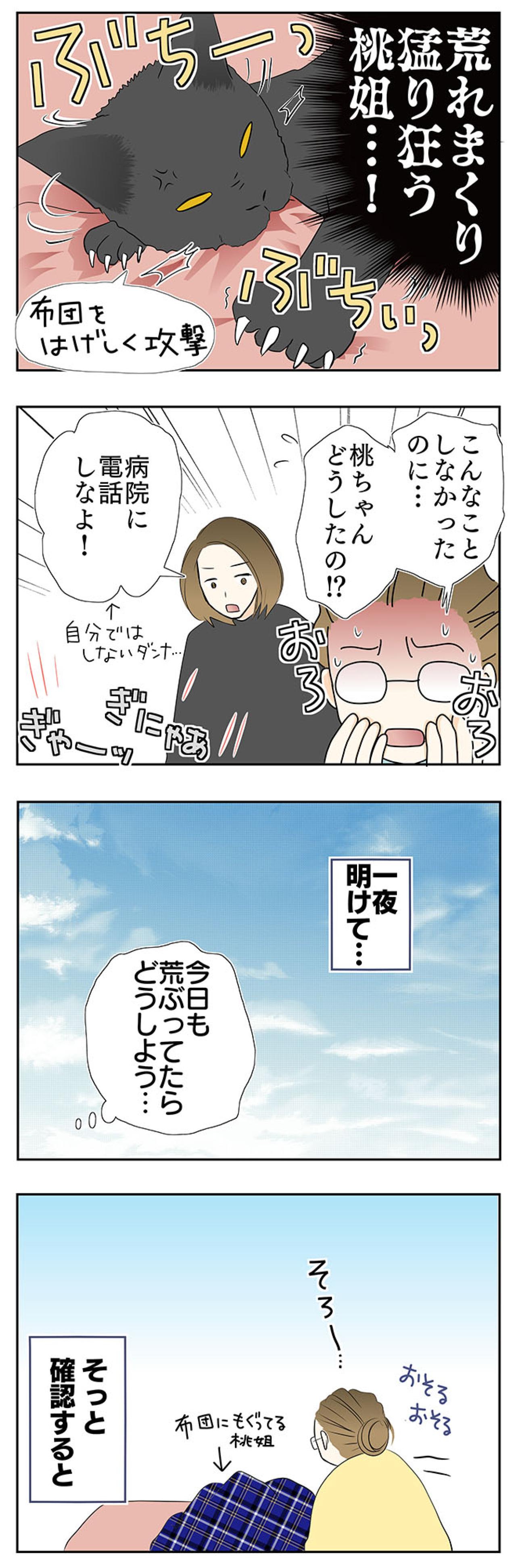 【マンガ・老猫日誌＃35】病院に連れて行ったあと荒れまくる猫…19歳の元保護猫・桃姐（画像3）