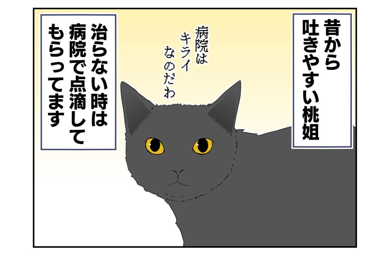 【老猫マンガ】病院に連れて行ったあと荒れまくる猫…18歳の元保護猫・桃姐［＃35］