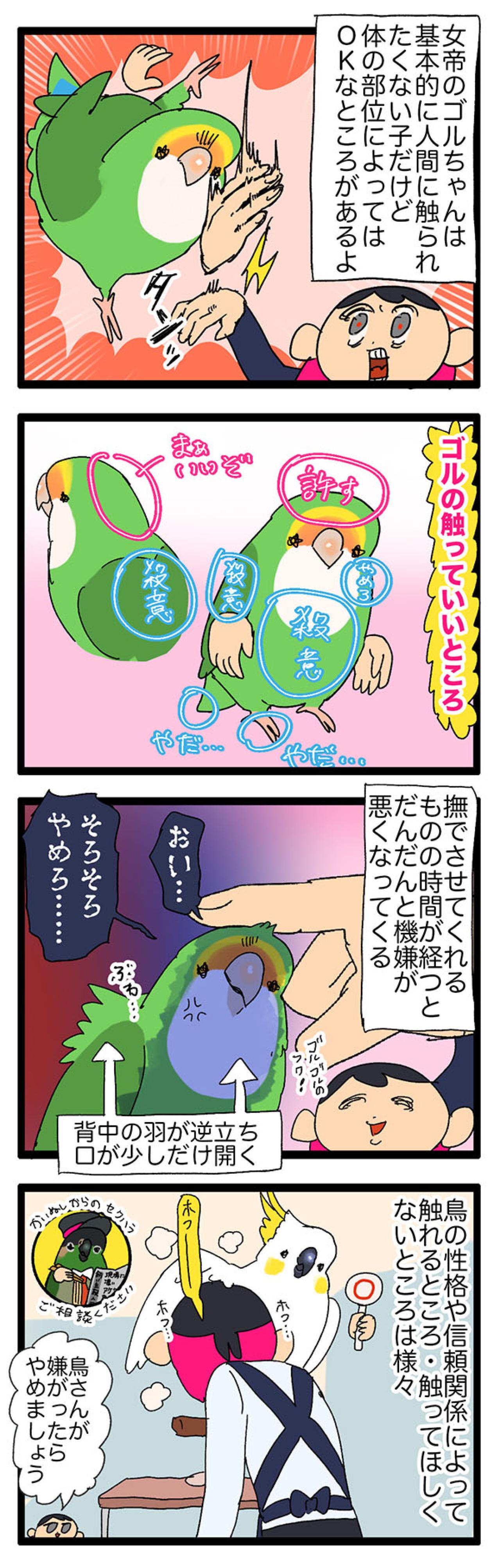 インコが触られて良いところ・悪いところ／暴れるインコが楽しそう【鳥マンガ＃55】（画像4）
