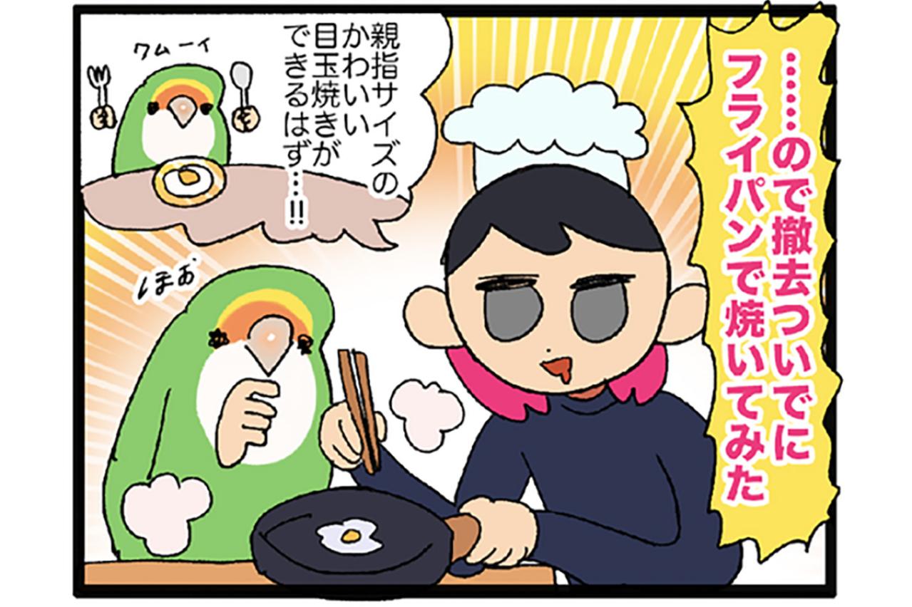 インコの無精卵を調理してみた／女帝インコの寝相が衝撃的【鳥マンガ＃56】