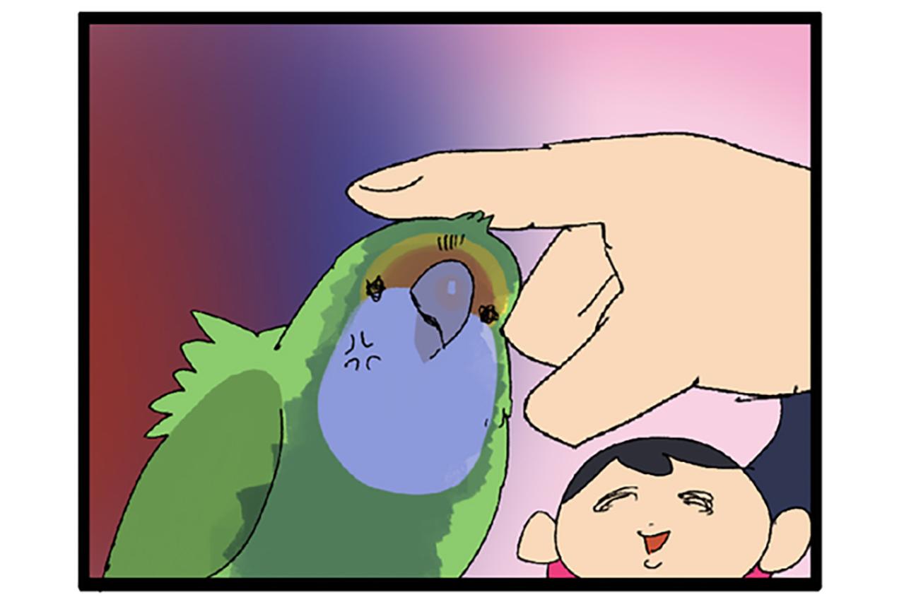 インコが触られて良いところ・悪いところ／暴れるインコが楽しそう【鳥マンガ＃55】