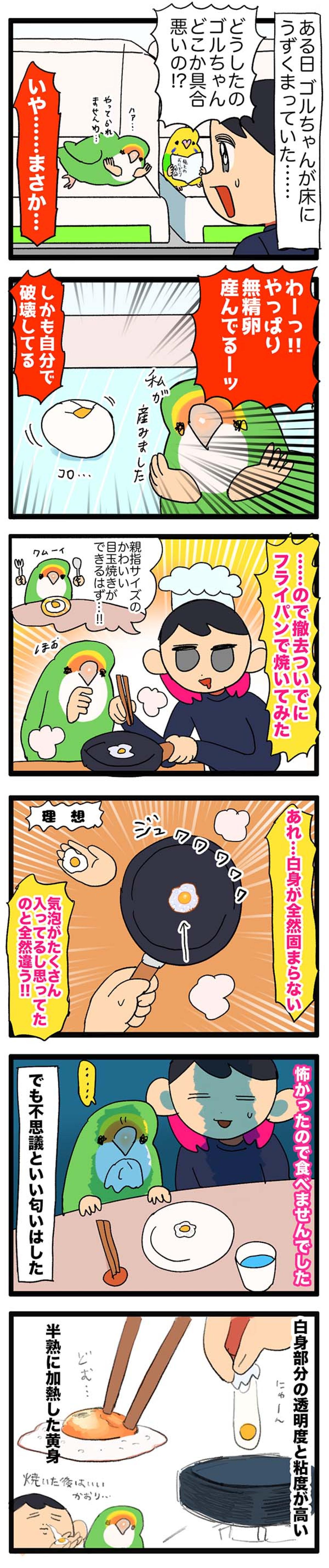 インコの無精卵を調理してみた／女帝インコの寝相が衝撃的【鳥マンガ＃56】（画像4）