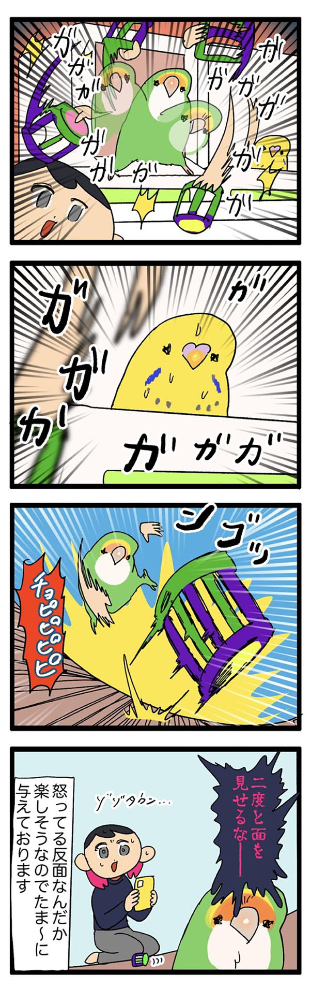 インコが触られて良いところ・悪いところ／暴れるインコが楽しそう【鳥マンガ＃55】（画像6）