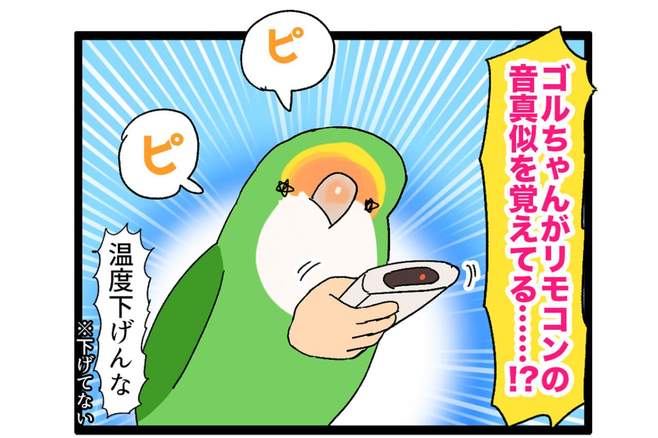 女帝インコが覚えた音真似／食事中のインコに声を掛けたら？【鳥マンガ＃54】
