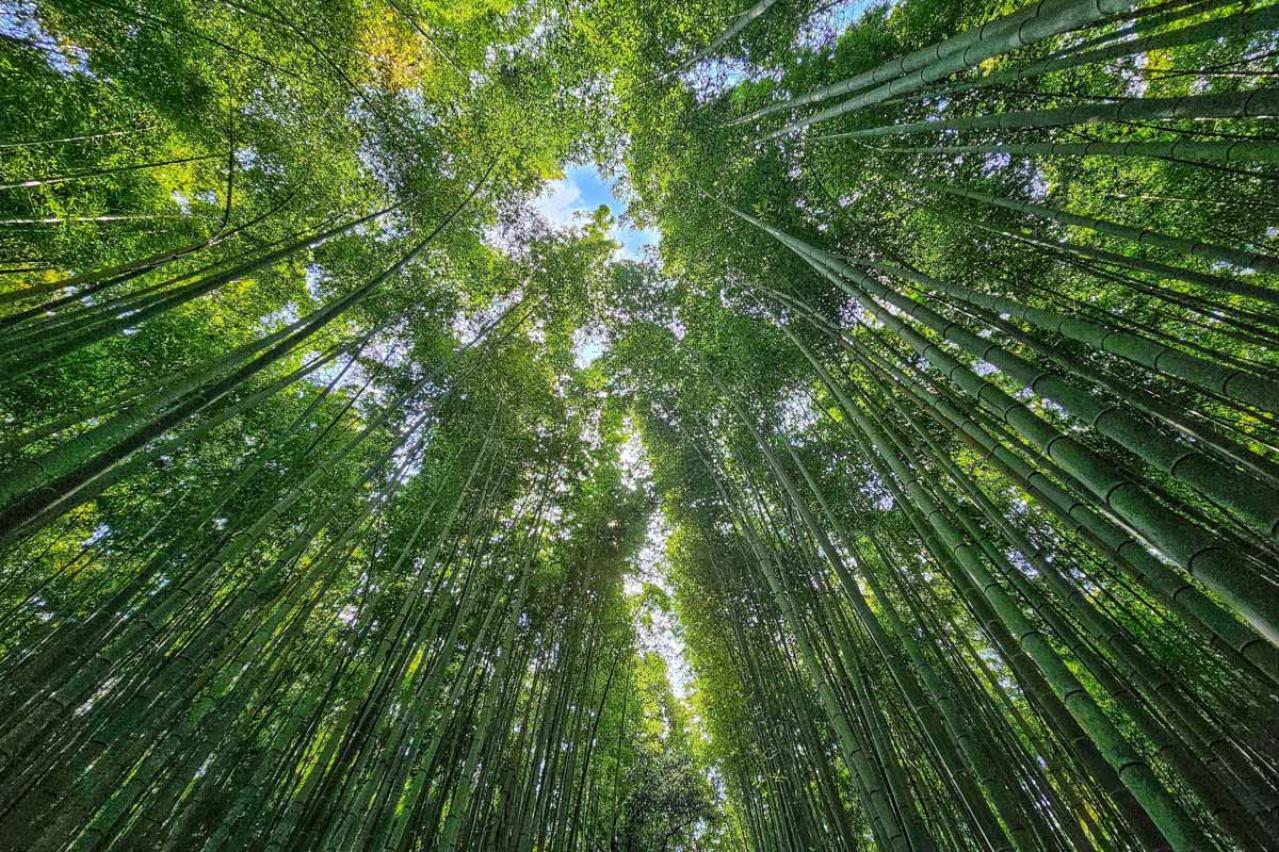 山本周五郎の『青竹』あらすじ紹介。歴史と人間ドラマが交錯する時代小説の名作