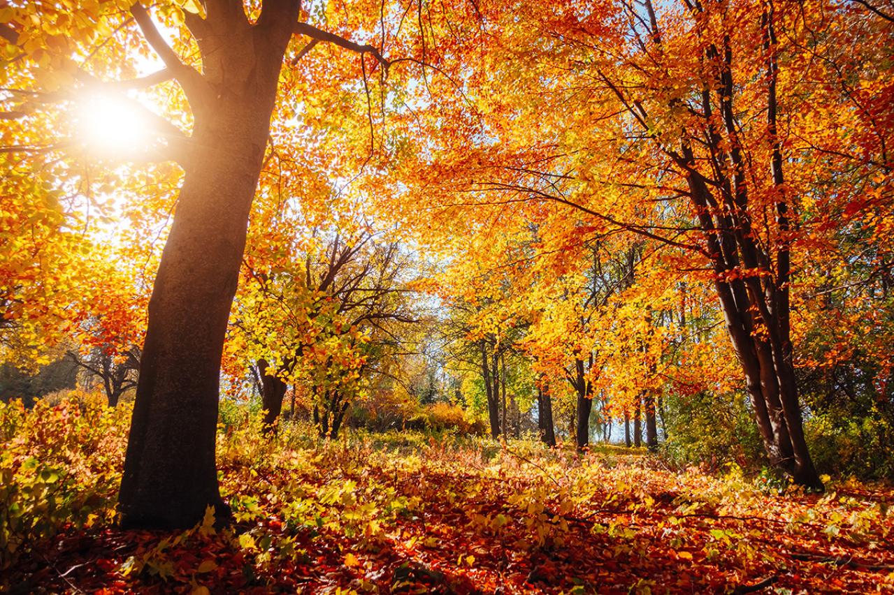 太宰治の『ア、秋』あらすじ紹介。太宰特有の視点で描かれた秋とは？