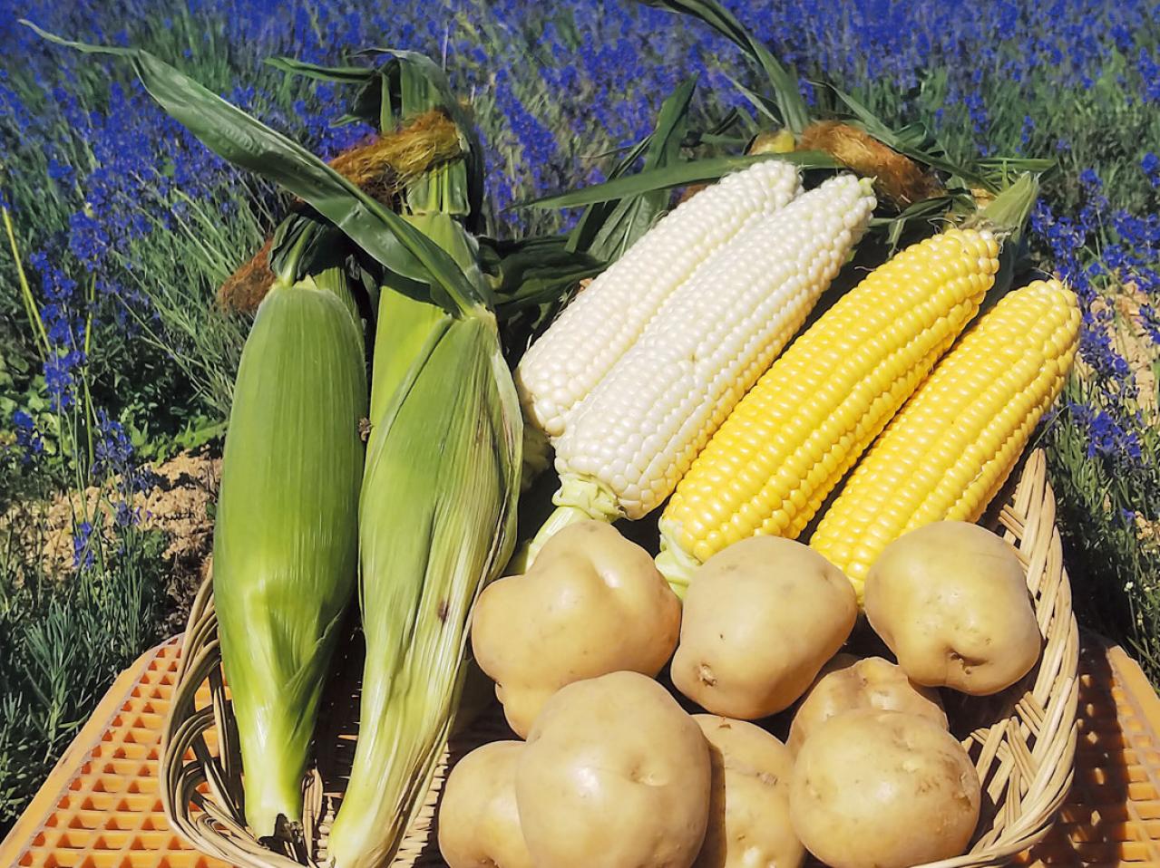 かんのファーム