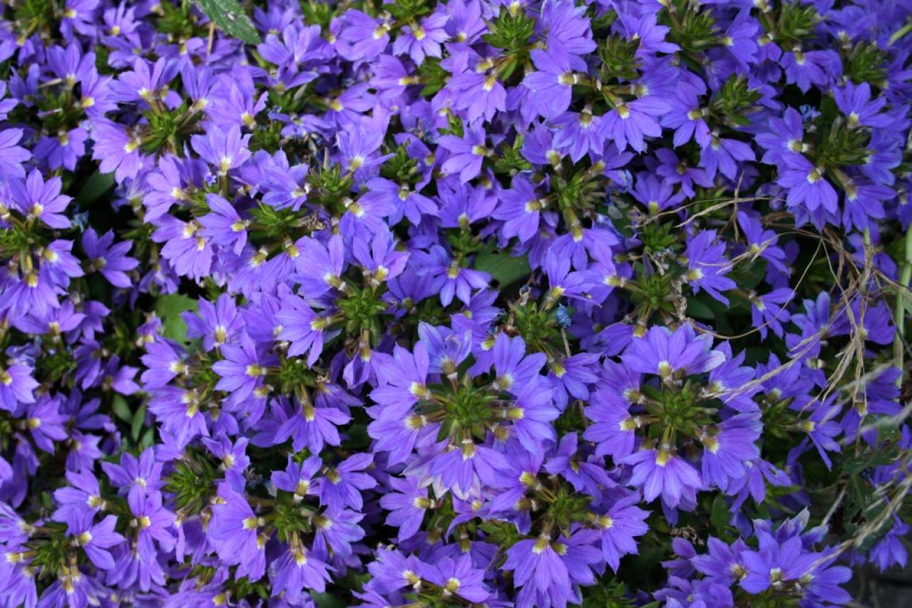 ブルーファンフラワー