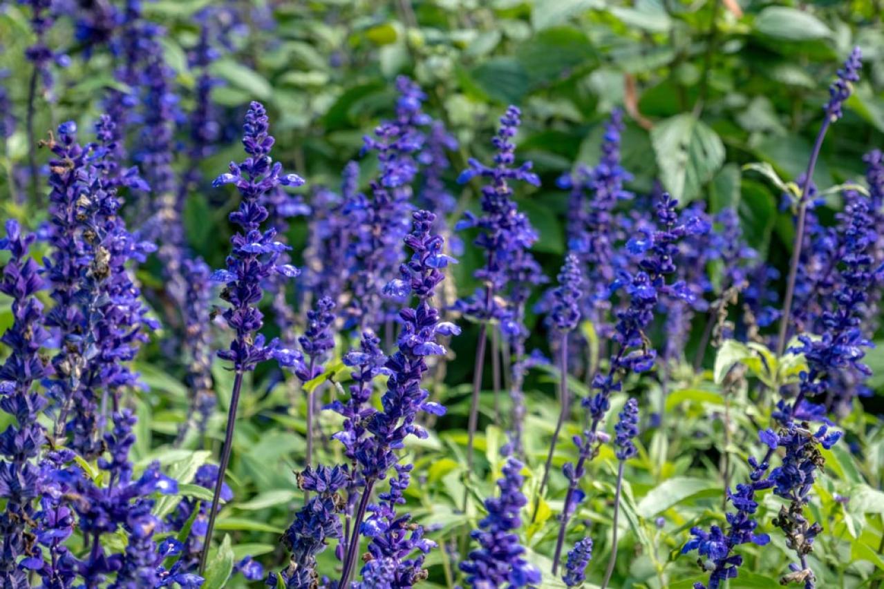 ブルーサルビア