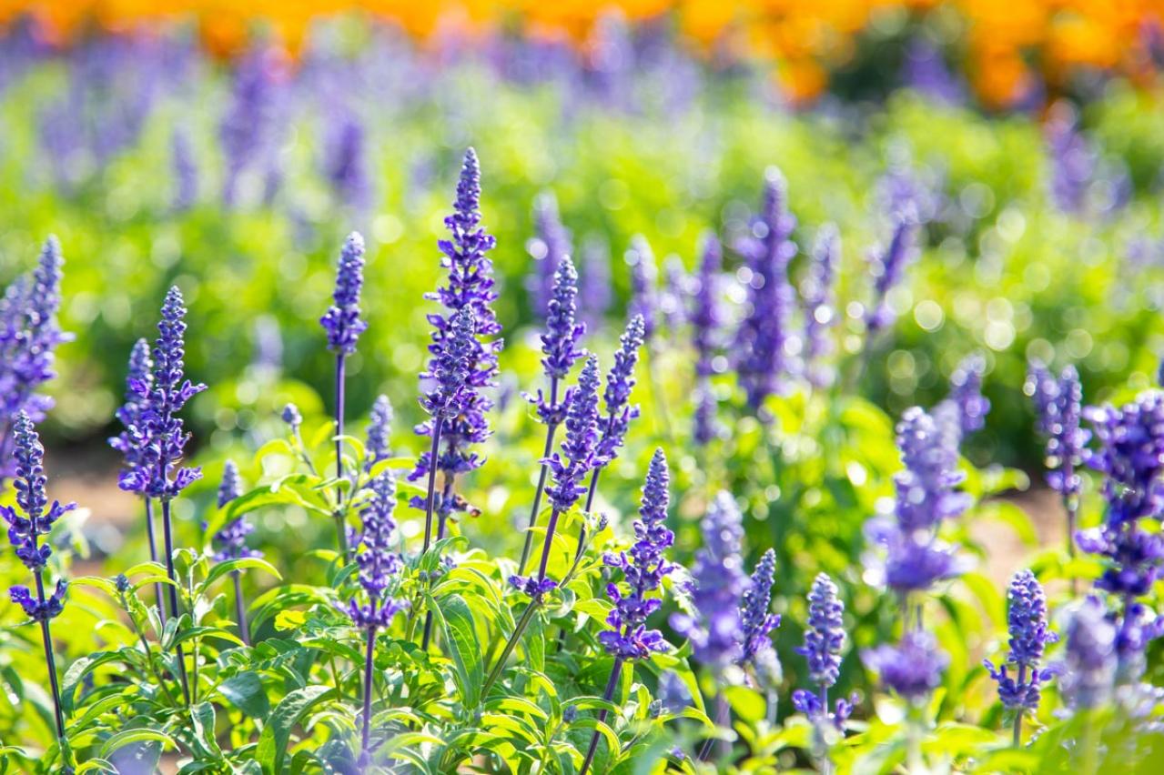 【ガーデニング】初夏にさわやか！青い花［9選］草丈で楽しむ美しい組み合わせ