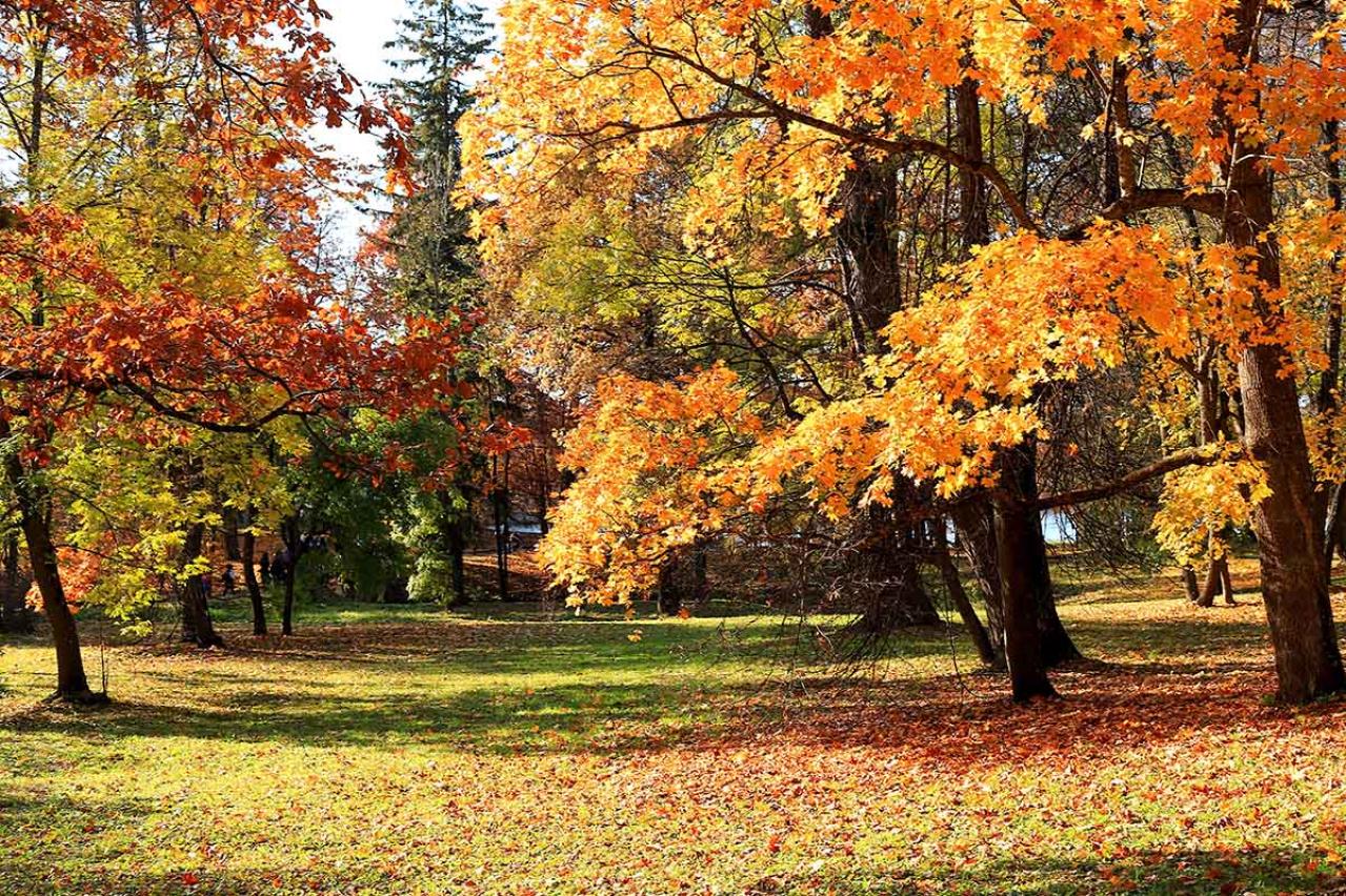 萩原朔太郎の『秋の日』あらすじ紹介。孤独と平和が交錯する珠玉の短編詩とは？