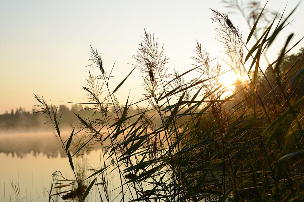 山本周五郎の『葦』あらすじ紹介。人間の過ちや友情の尊さ、立ち直る力を教えてくれる物語