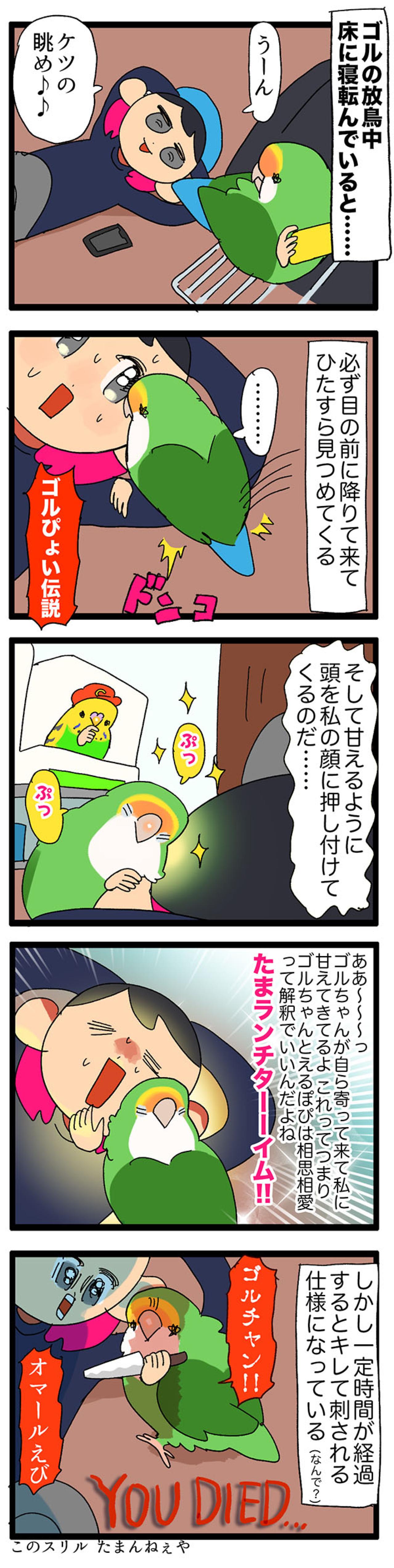 甘えん坊女帝インコにご用心！／インコのおかげで来年の1～3月がない【鳥マンガ＃60】（画像4）