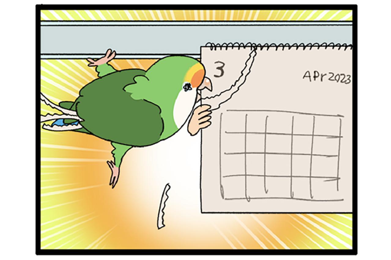 甘えん坊女帝インコにご用心！／インコのおかげで来年の1～3月がない【鳥マンガ＃60】