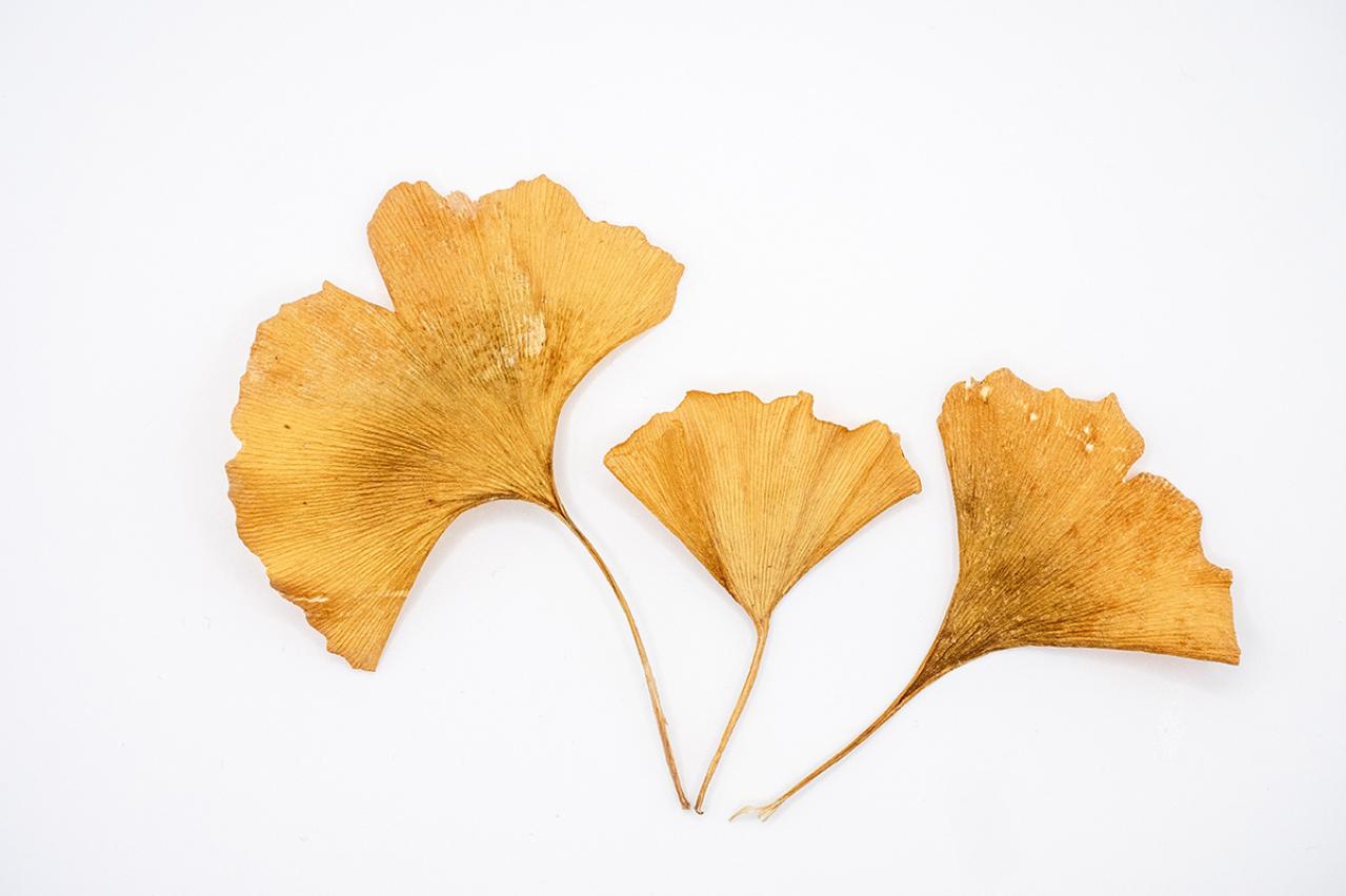 石川啄木の『公孫樹』あらすじ紹介。『公孫樹』あなたは読める？秋の哀愁と希望の象徴とは…