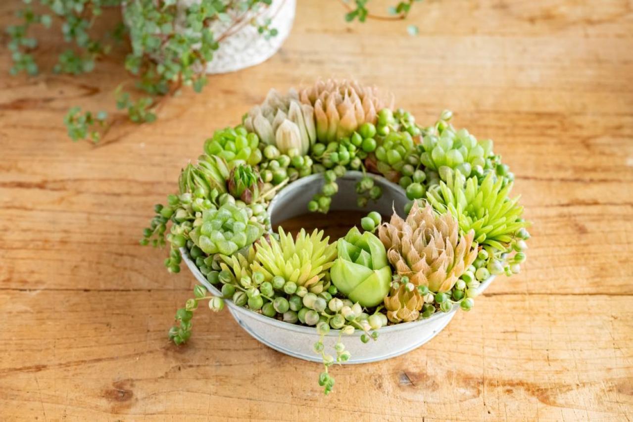 【ガーデニング】kurumiさんが提案！夏でも楽しめるサボテン・多肉植物の寄せ植え（画像4）