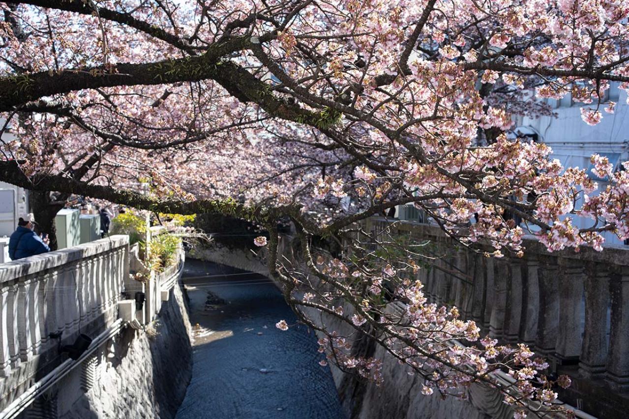 泉鏡花の『熱海の春』あらすじ紹介。ノスタルジックな旅路と美しい詩情