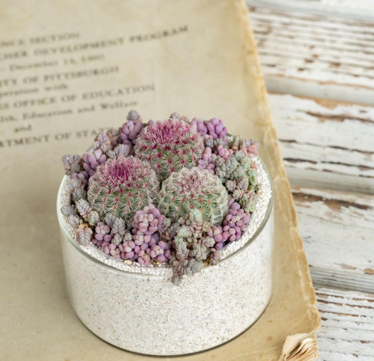 【ガーデニング】kurumiさんが提案！夏でも楽しめるサボテン・多肉植物の寄せ植え（画像5）