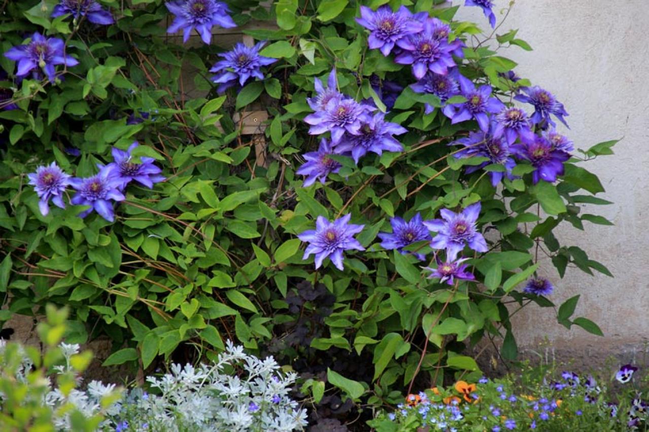 【ガーデニング】かわいい花が咲く［つる性植物］8選で、緑のカーテンや立体的な花飾りを　（画像4）