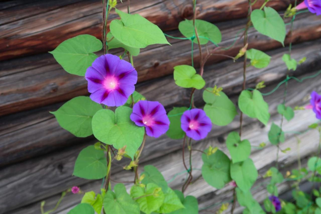 【ガーデニング】かわいい花が咲く［つる性植物］8選で、緑のカーテンや立体的な花飾りを　（画像2）