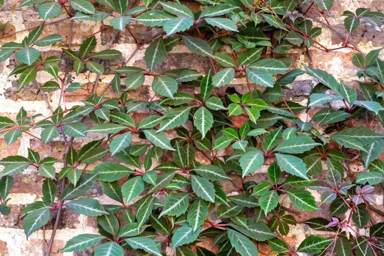 【ガーデニング】かわいい花が咲く［つる性植物］8選で、緑のカーテンや立体的な花飾りを　（画像15）