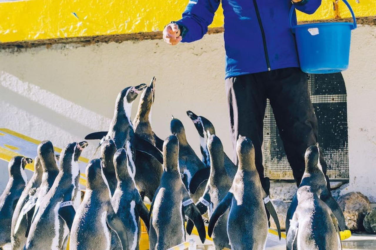 【夏の北海道旅】かわいい動物や大自然と出会える「札幌・小樽エリア」とっておき名所3選