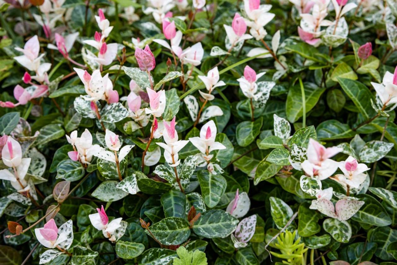 【ガーデニング】かわいい花が咲く［つる性植物］8選で、緑のカーテンや立体的な花飾りを　（画像16）