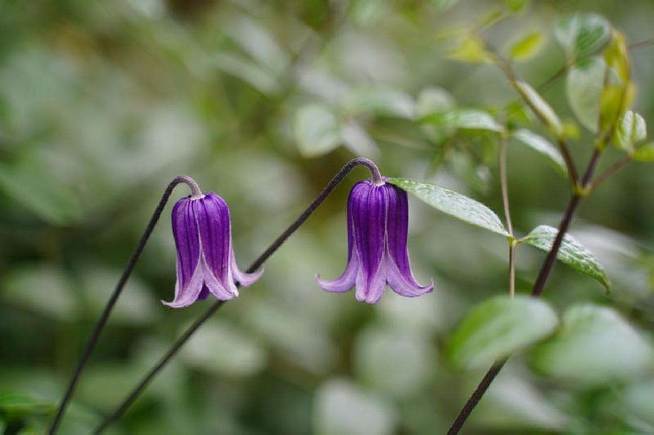 【ガーデニング】かわいい花が咲く［つる性植物］8選で、緑のカーテンや立体的な花飾りを　（画像5）