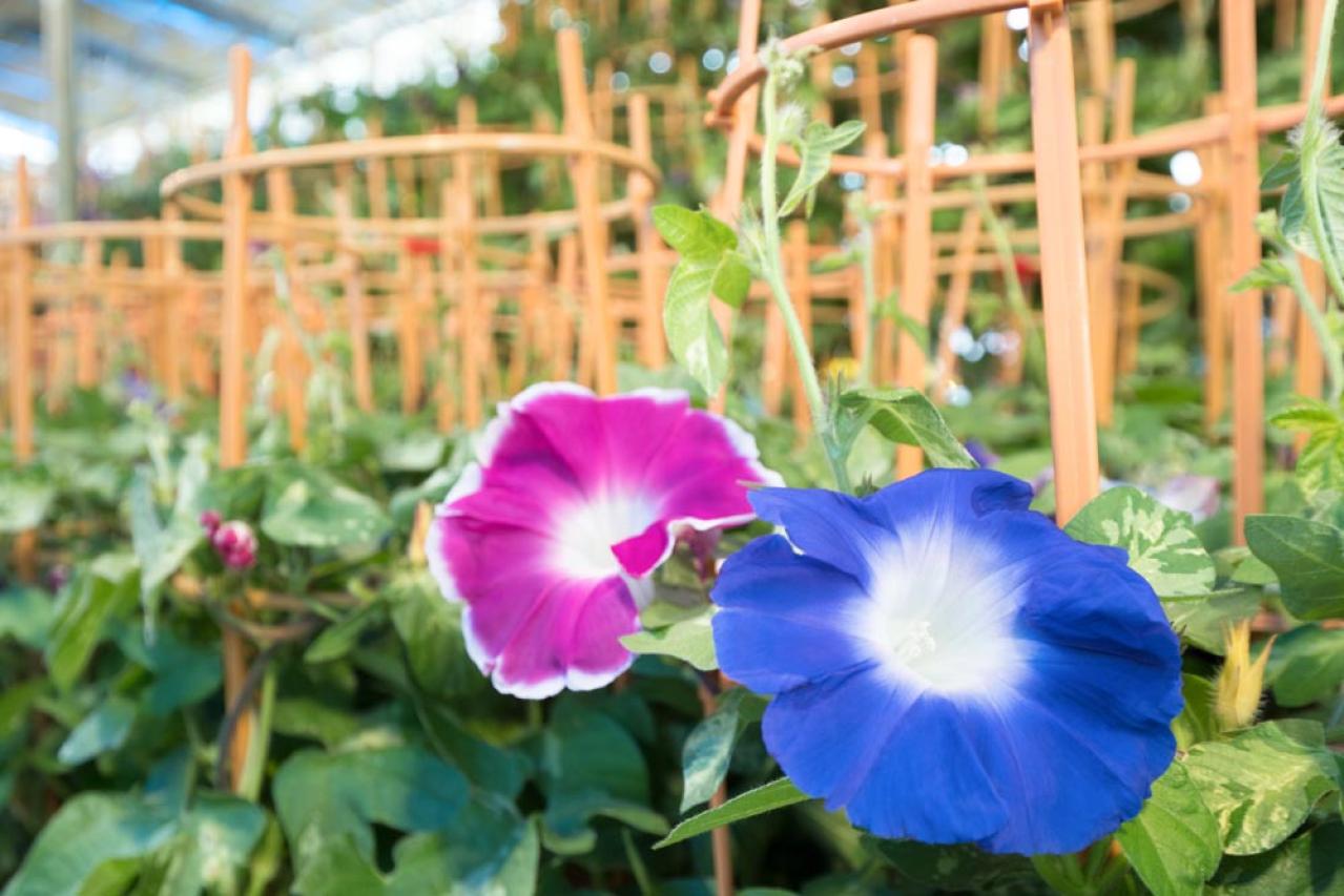 【ガーデニング】かわいい花が咲く［つる性植物］8選で、緑のカーテンや立体的な花飾りを　（画像10）