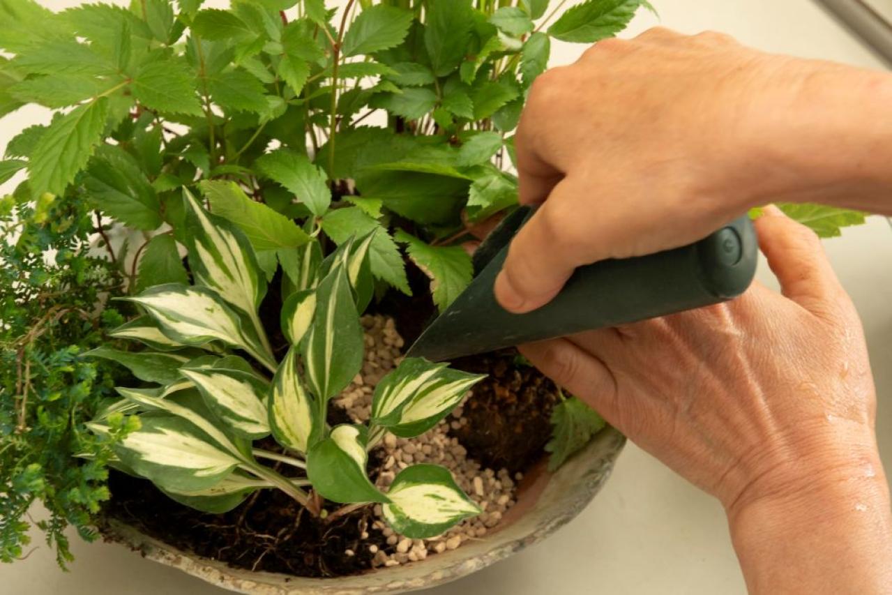 【ガーデニング】おしゃれで涼しげ！ 初夏の「和モダン寄せ植え」（画像16）