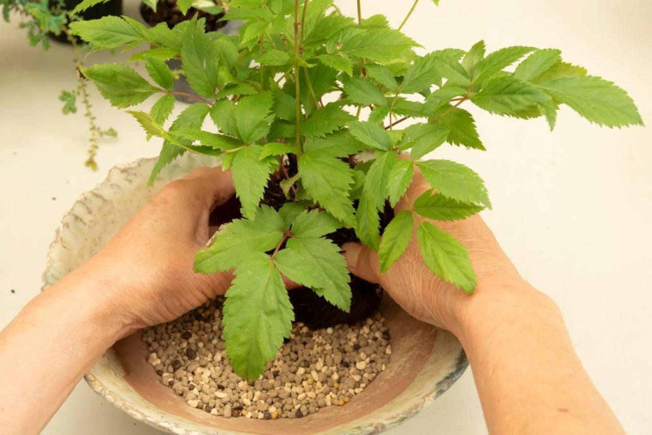 【ガーデニング】おしゃれで涼しげ！ 初夏の「和モダン寄せ植え」（画像15）