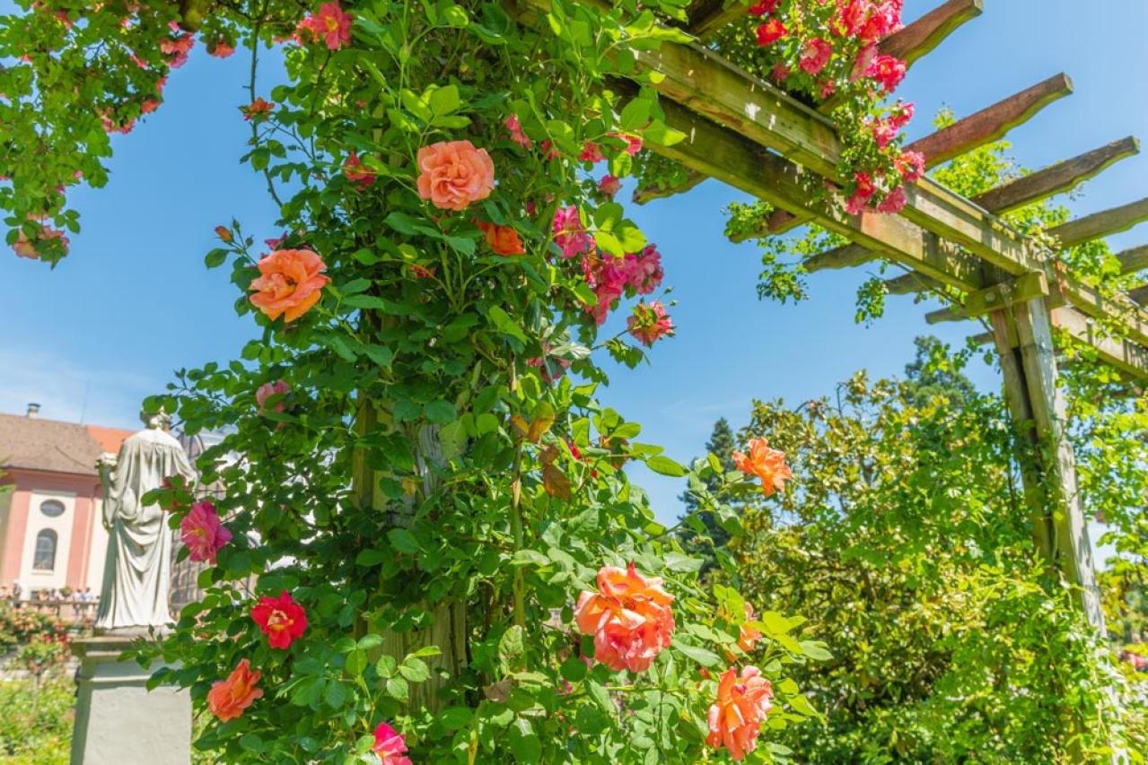 【ガーデニング】梅雨入り前にやっておきたいバラ仕事（画像2）