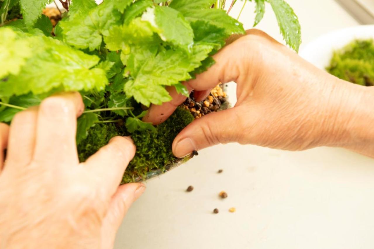 【ガーデニング】おしゃれで涼しげ！ 初夏の「和モダン寄せ植え」（画像19）