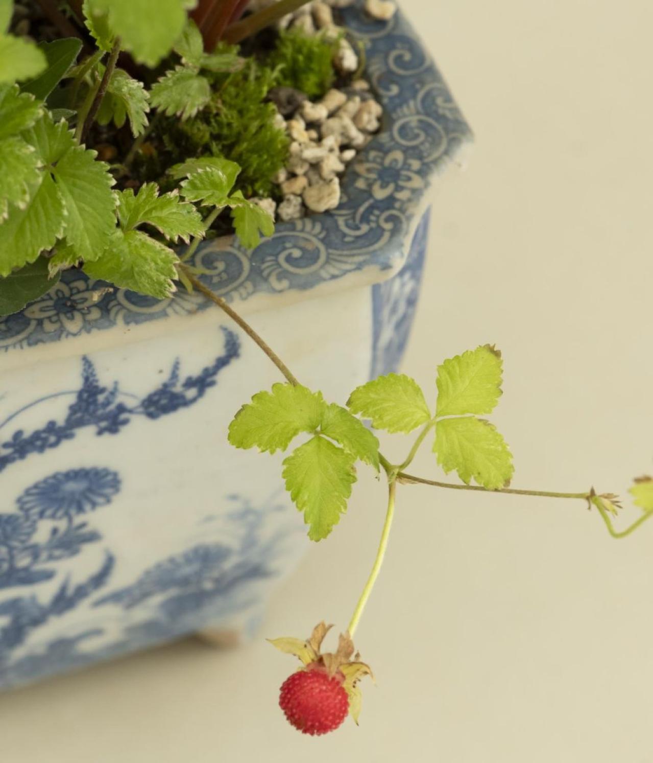 【ガーデニング】おしゃれで涼しげ！ 初夏の「和モダン寄せ植え」（画像6）