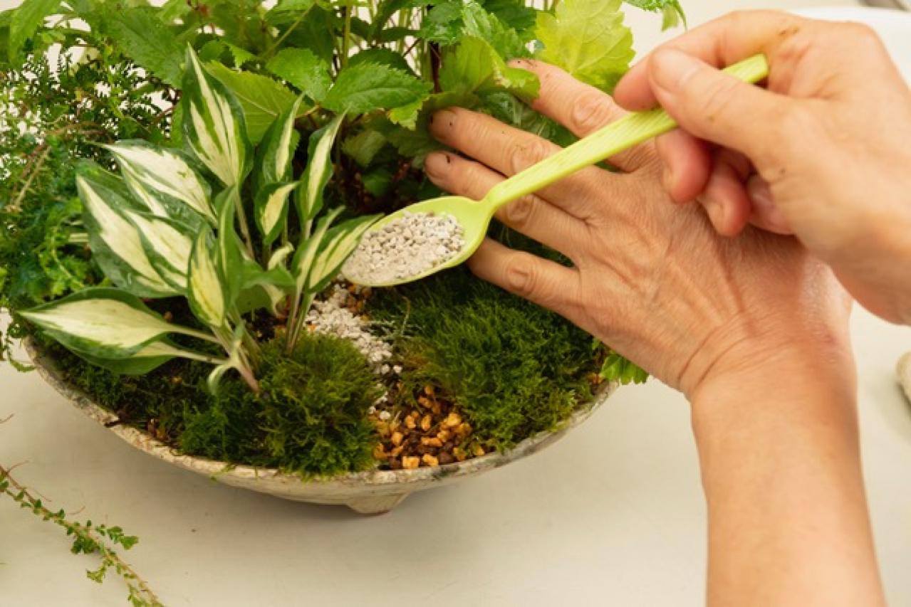 【ガーデニング】おしゃれで涼しげ！ 初夏の「和モダン寄せ植え」（画像20）