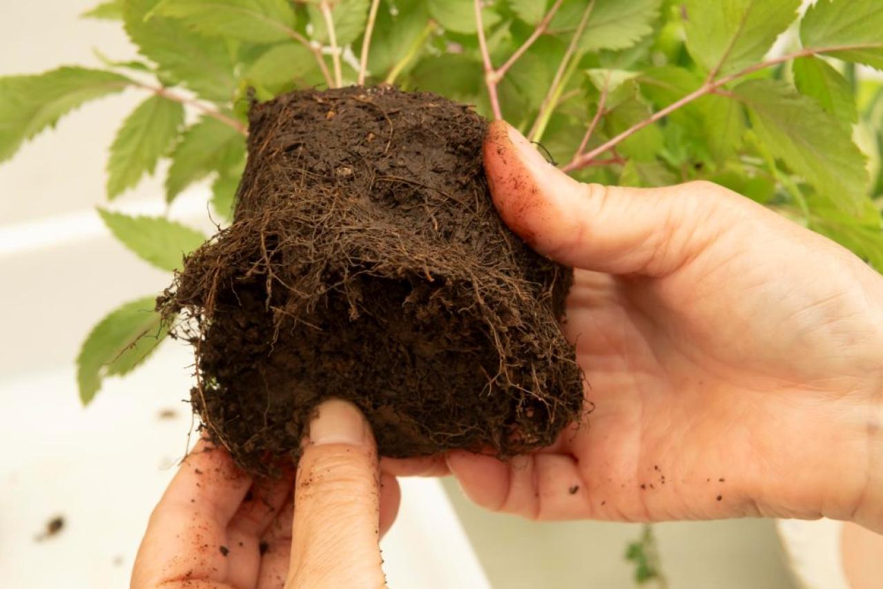 【ガーデニング】おしゃれで涼しげ！ 初夏の「和モダン寄せ植え」（画像14）