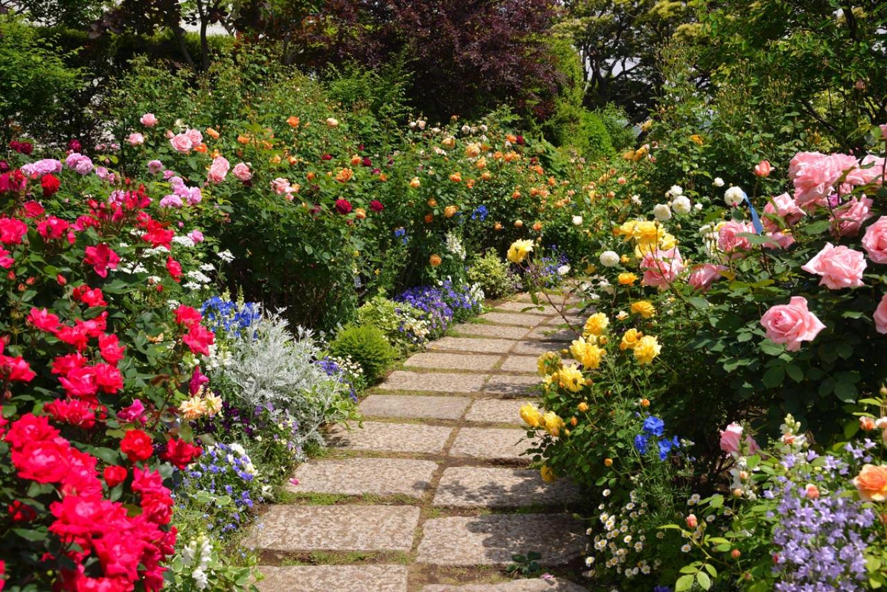 【ガーデニング】梅雨入り前にやっておきたいバラ仕事