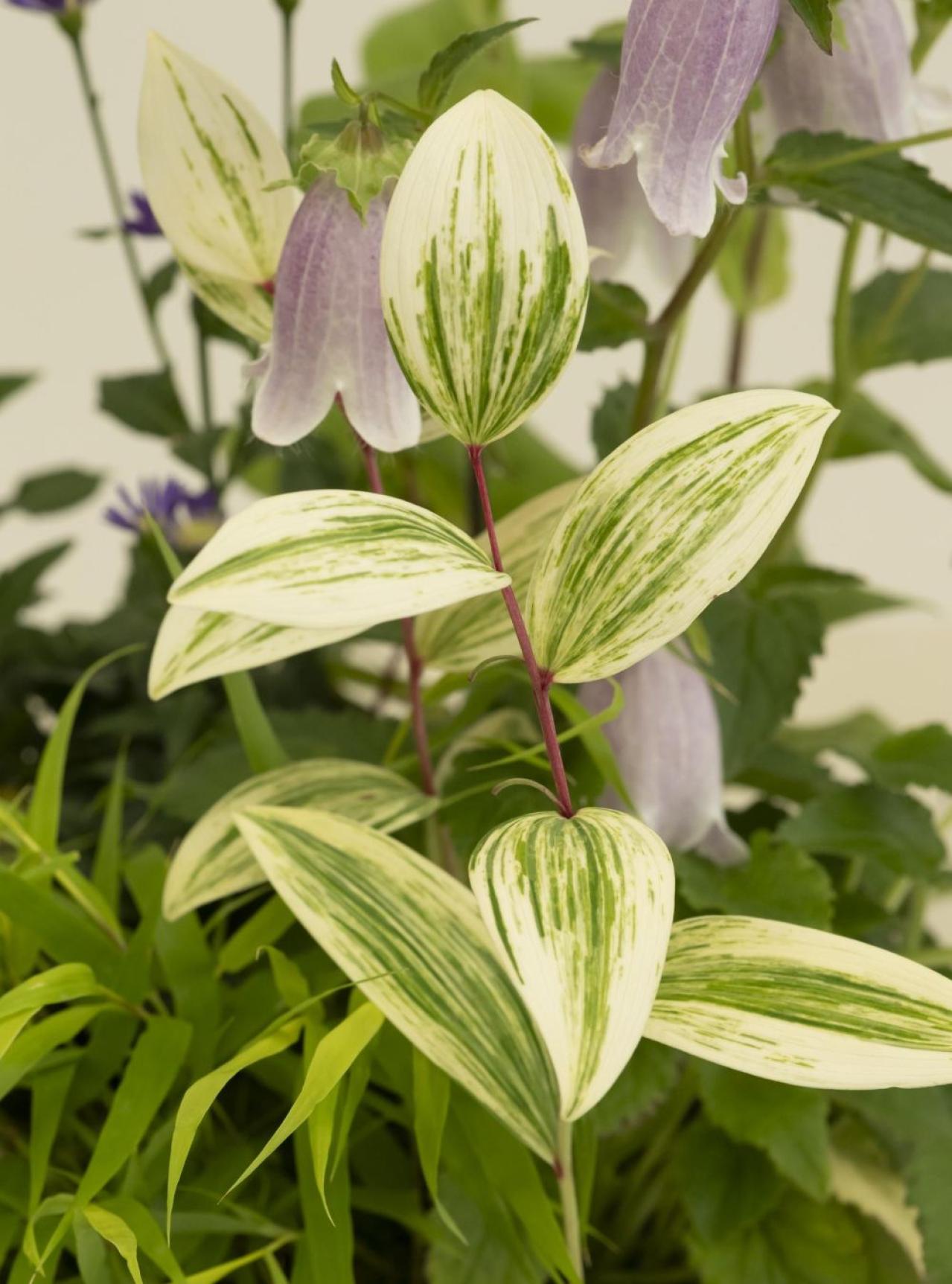 【ガーデニング】おしゃれで涼しげ！ 初夏の「和モダン寄せ植え」（画像3）