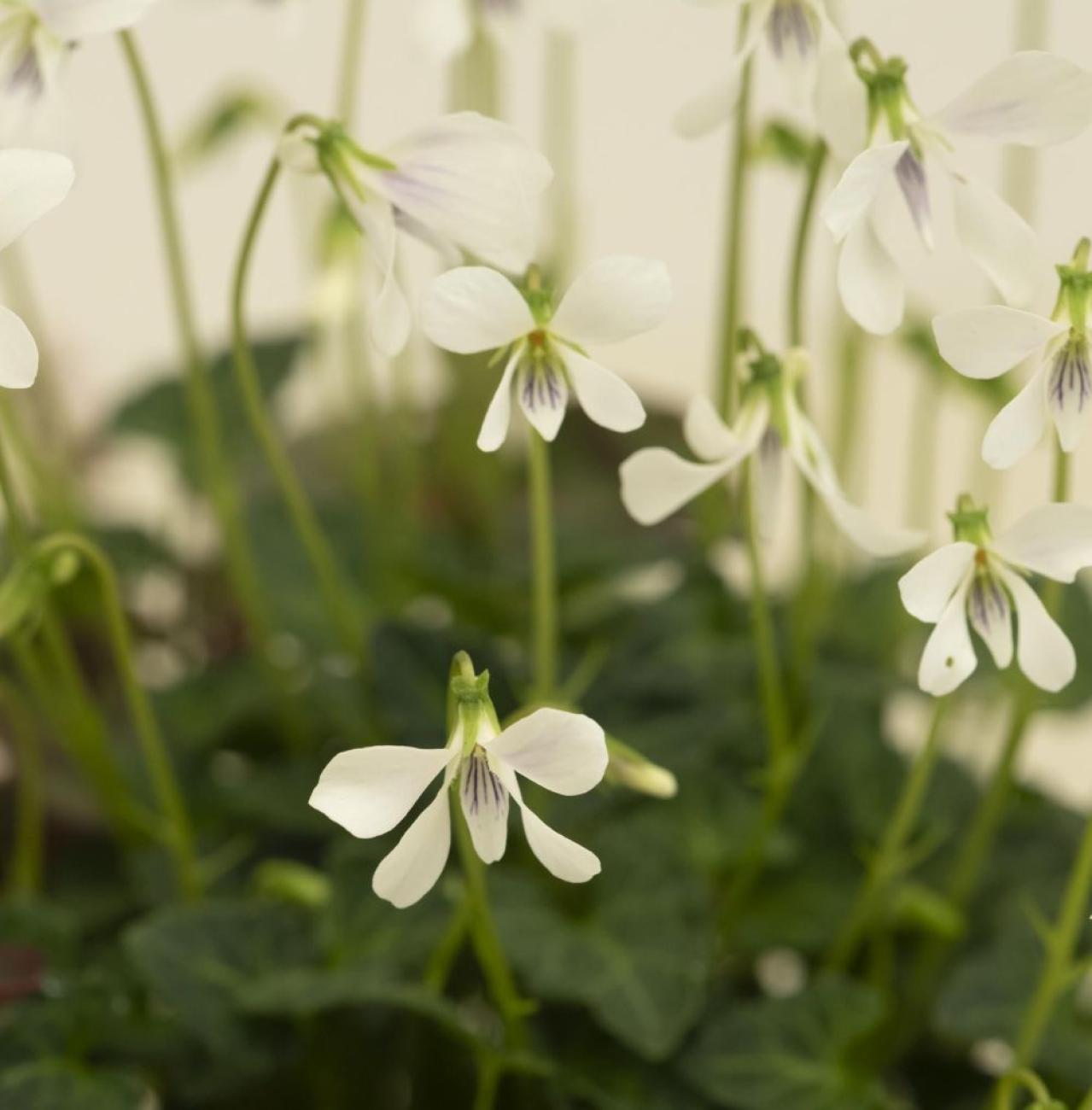 【ガーデニング】おしゃれで涼しげ！ 初夏の「和モダン寄せ植え」（画像9）
