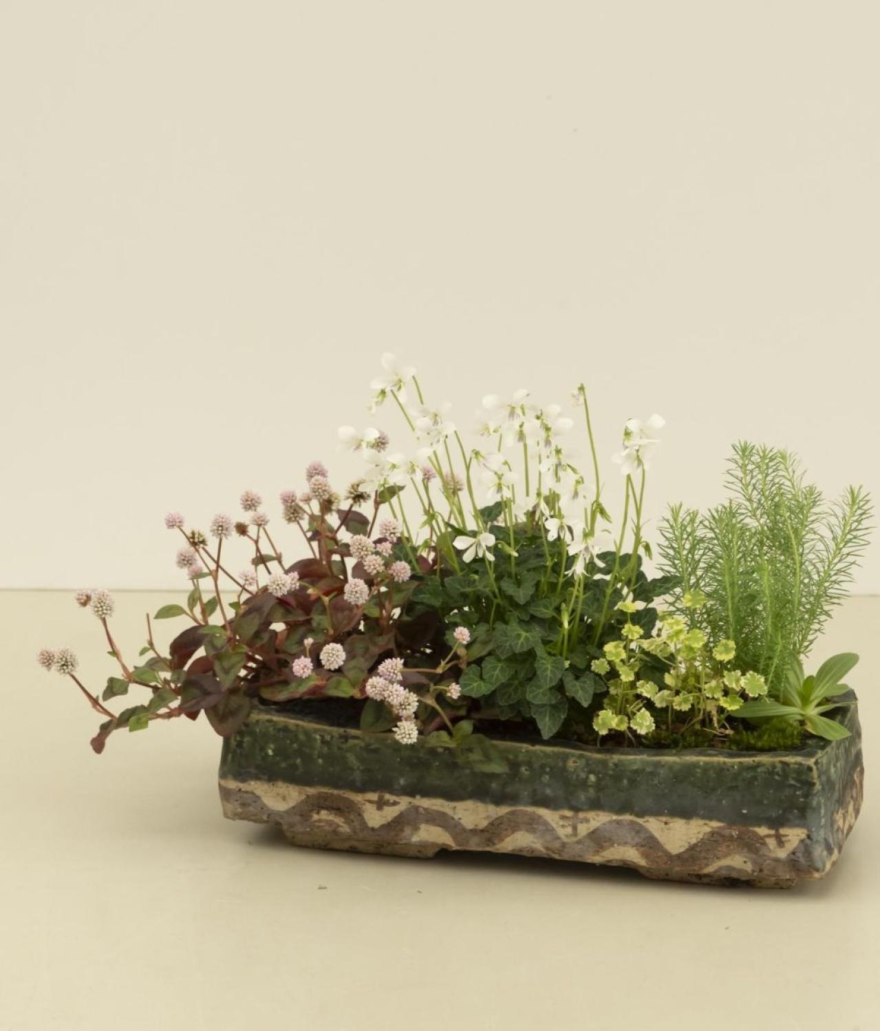 【ガーデニング】おしゃれで涼しげ！ 初夏の「和モダン寄せ植え」（画像7）