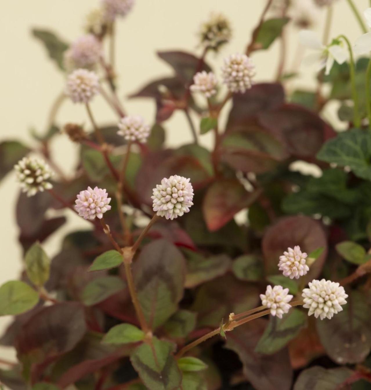 【ガーデニング】おしゃれで涼しげ！ 初夏の「和モダン寄せ植え」（画像8）