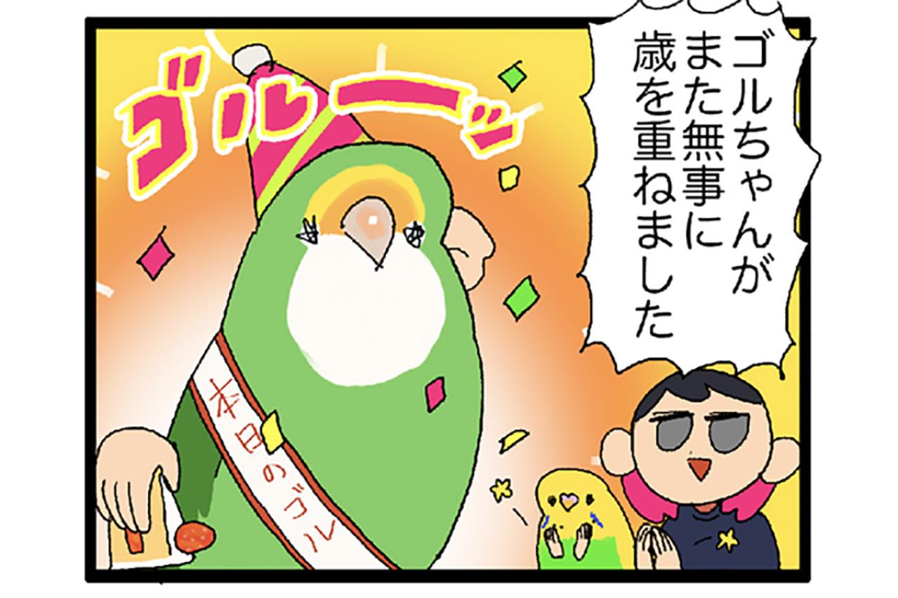 インコたちに痛めつけられる飼い主／ゴルちゃん7歳のバースデー【鳥マンガ＃62】