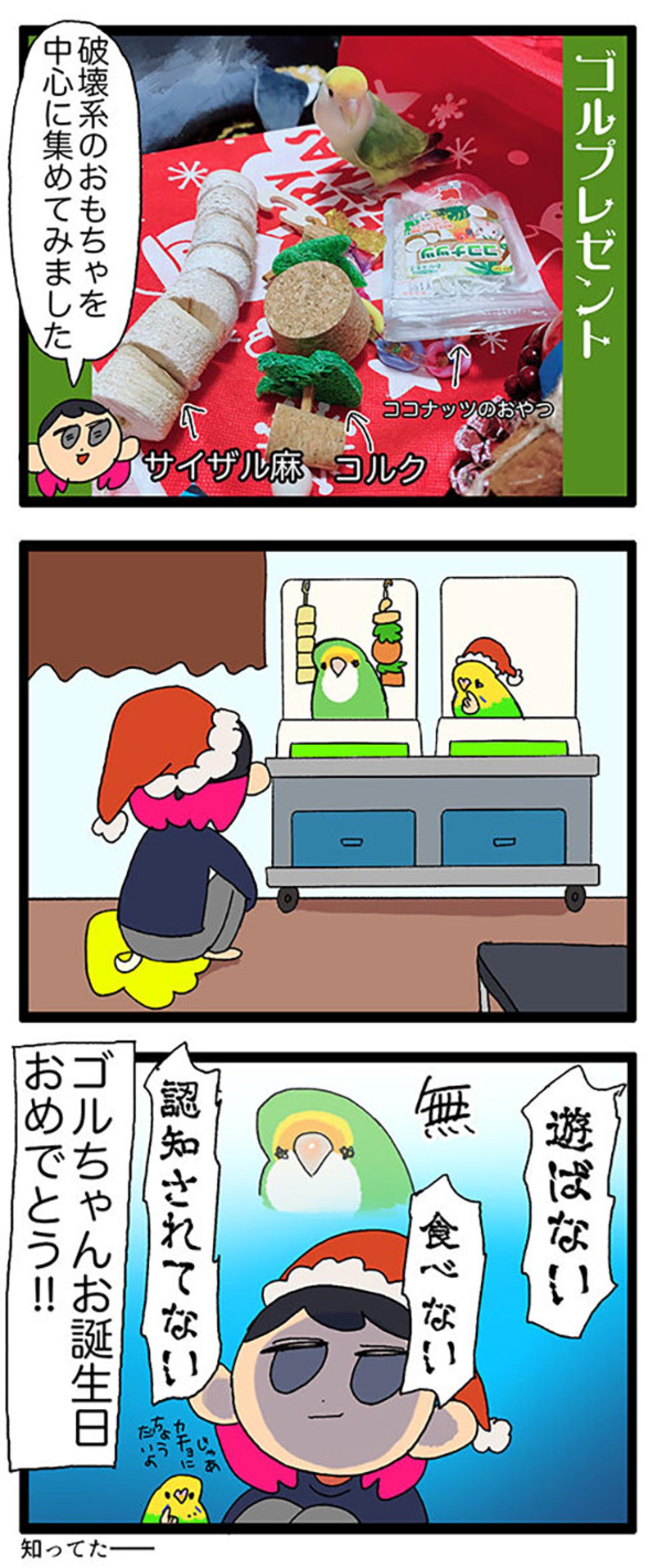 インコたちに痛めつけられる飼い主／ゴルちゃん7歳のバースデー【鳥マンガ＃62】（画像7）