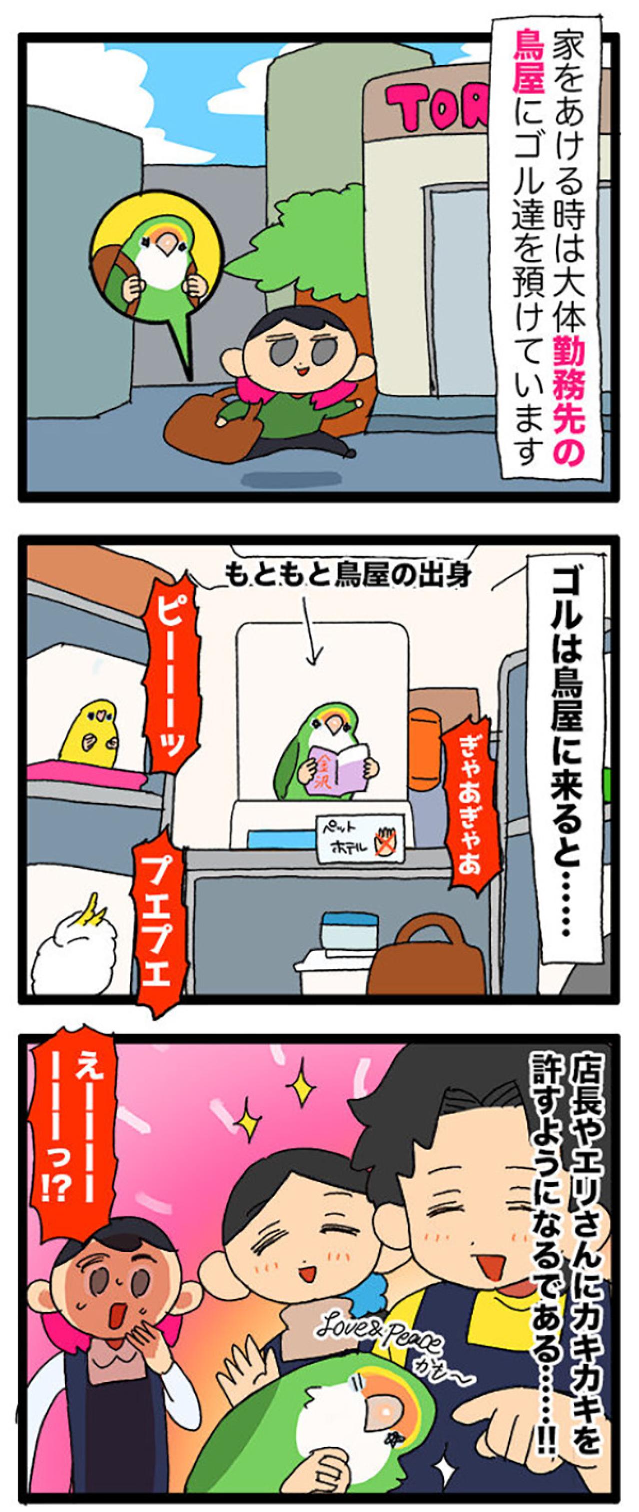 インコが猫をかぶってる！？／インコが店長を噛んだ【鳥マンガ＃65】（画像4）