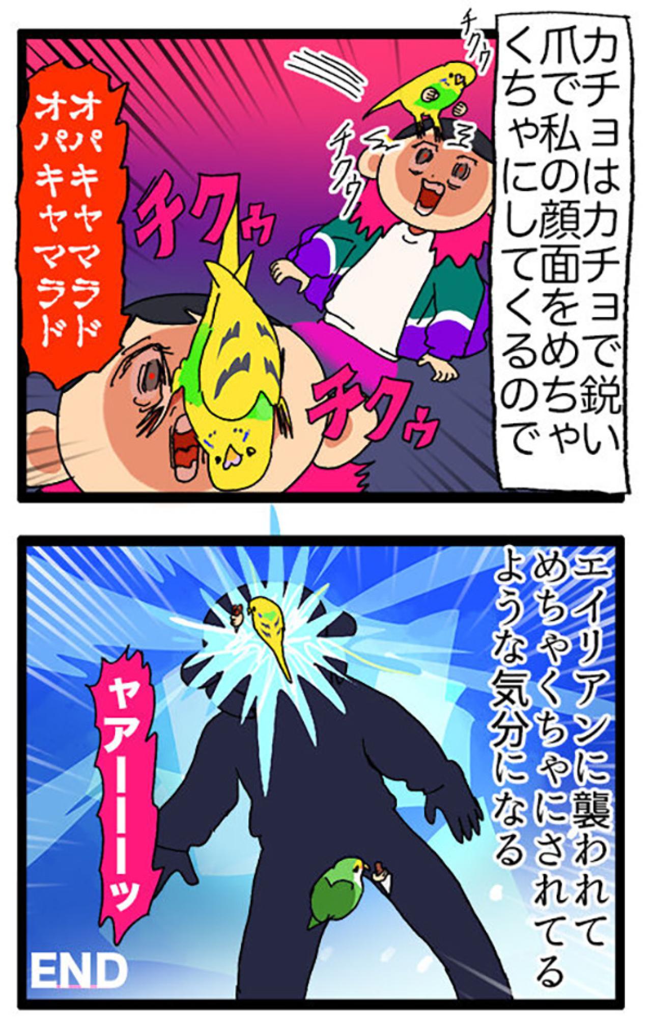 インコたちに痛めつけられる飼い主／ゴルちゃん7歳のバースデー【鳥マンガ＃62】（画像5）